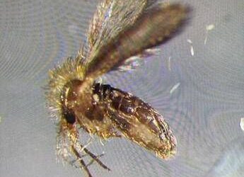 Tutto sui pappataci, vettori del Toscana virus. “Sempre più diffusi al Nord”