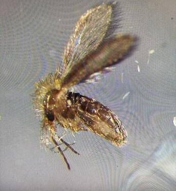 Tutto sui pappataci, vettori del Toscana virus. “Sempre più diffusi al Nord”