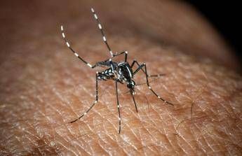 Usutu in Italia, un altro virus trasmesso dalle zanzare: i sintomi