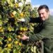 Agroalimentare: Consorzio Armonia porta sul mercato Perrina, nuova clementina tardiva italiana