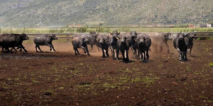 Al via il World buffalo congress, da tutto il mondo a Sorrento per studiare la bufala