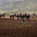 Al via il World buffalo congress, da tutto il mondo a Sorrento per studiare la bufala