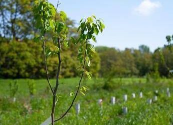 Atlante delle Foreste, 3,7 milioni di alberi piantati nel 2025