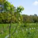 Atlante delle Foreste, 3,7 milioni di alberi piantati nel 2025