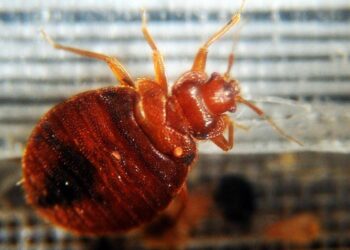 Dalla cimice asiatica a quella dei letti, oltre 1.500 specie in Italia