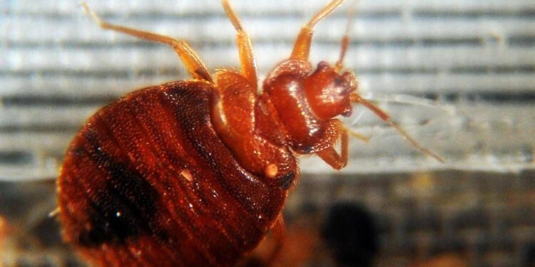 Dalla cimice asiatica a quella dei letti, oltre 1.500 specie in Italia