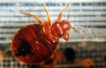 Dalla cimice asiatica a quella dei letti, oltre 1.500 specie in Italia