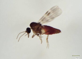 Virus Shamonda, chi lo trasmette? L’imputato è il Culicoides: identikit del ‘moscerino pungente’