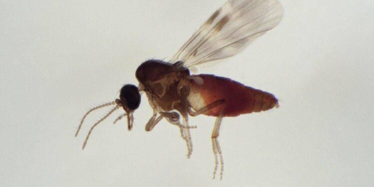 Virus Shamonda, chi lo trasmette? L’imputato è il Culicoides: identikit del ‘moscerino pungente’