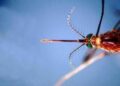 West Nile, prima vittima in Liguria: 86enne muore a Genova. Bassetti: “Massima attenzione”